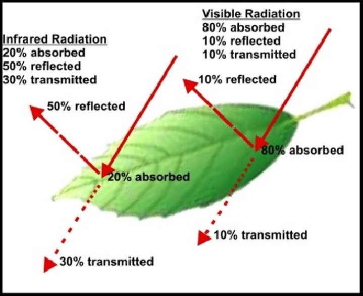 Light absorb by plant